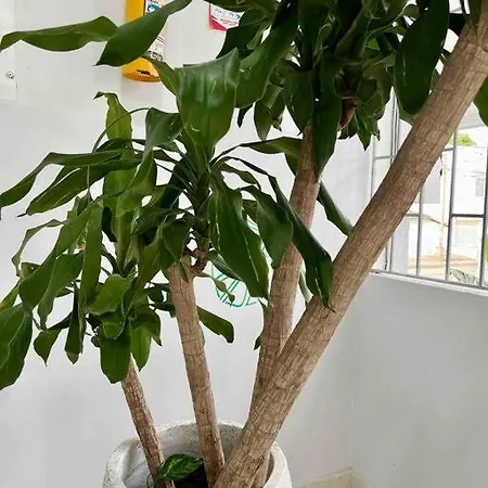 Unique Studio With Balcony Near Old Town Apartment